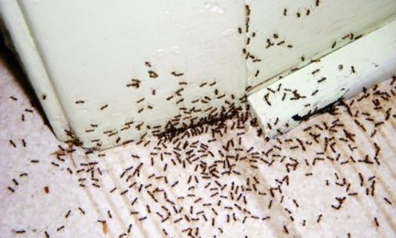 Como acabar com as formigas na cozinha?