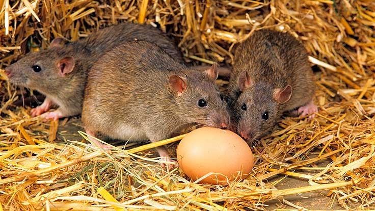 Onde os ratos vivem e quanto tempo vivem?