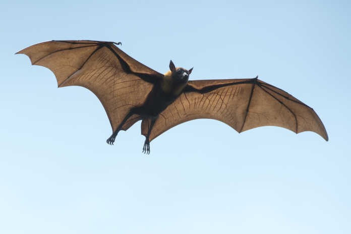 Remédios caseiros para se livrar dos morcegos?